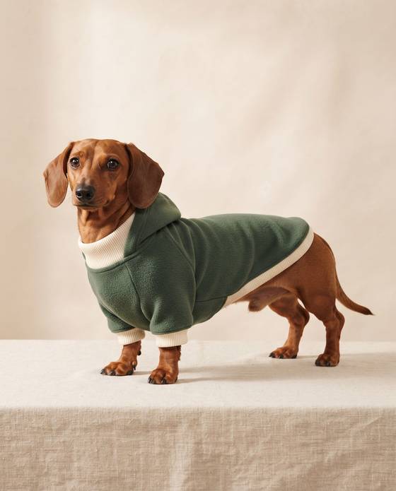 Red tweenie dachshund in a forest green True to Breed hoodie