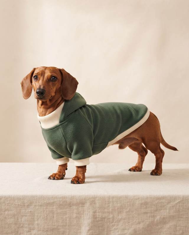 Dachshund in a forest green fleece hoodie