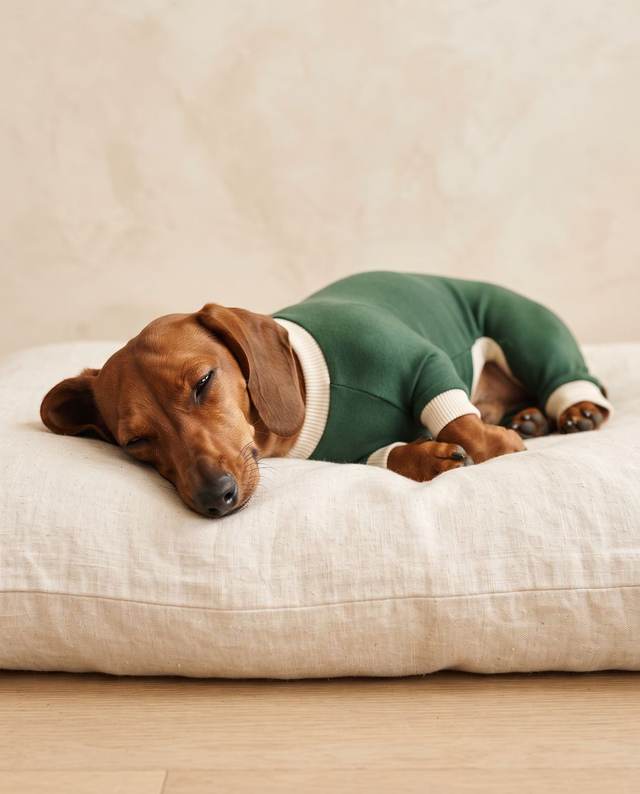 Dachshund in a forest green four-leg pajama